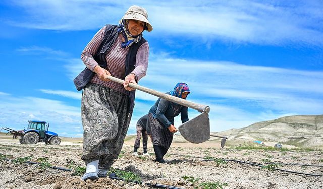 Yüzyıllık domates tohumları toprakla buluştu