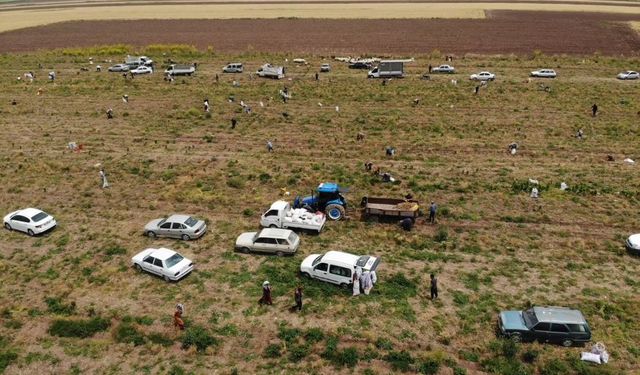 Çiftçiden Vatandaşlara Soğan Hediyesi