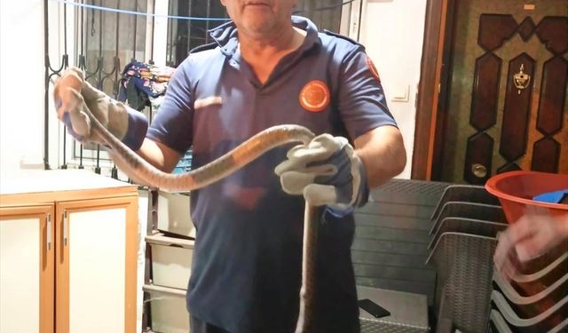 Eve Giren Yılanı İtfaiye Ekipleri Çıkarttı