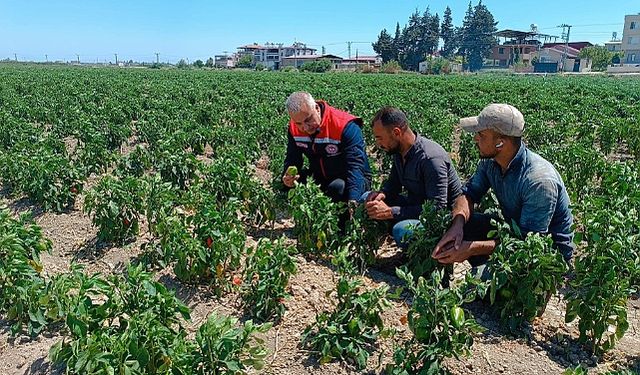 Tarım İl Müdürü Sahaya İndi