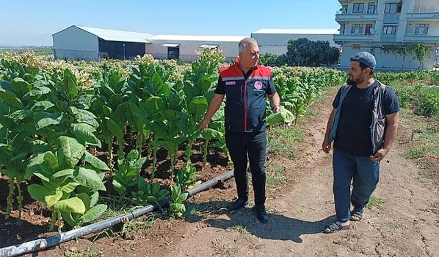 Türkmen, Tütün Üretim Süreci Hakkında Bilgi Aldı