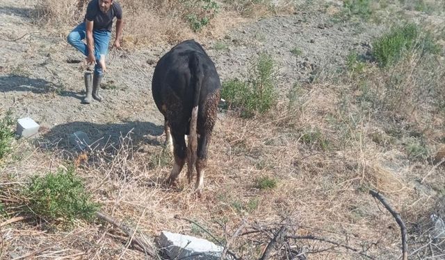 Kuyuda Mahsur Kalan İnek Kurtarıldı