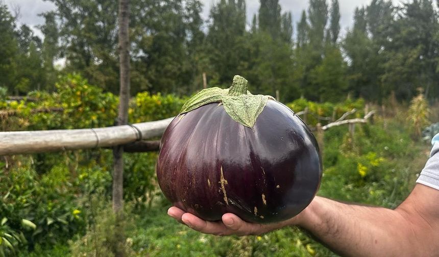 2 kilo 200 gramlık patlıcan görenleri şaşırttı