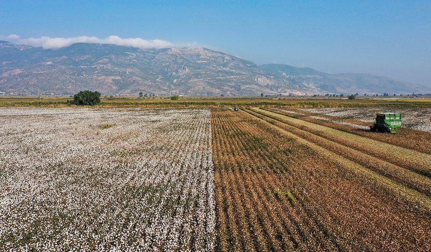 Söke pamuğu AB'den coğrafi işaret tescili aldı