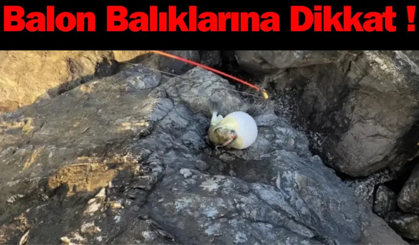 Balon Balıklarına Dikkat !