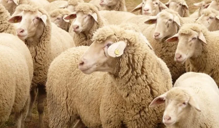 Bakacak Yeri Olana Koyun Desteği Veriliyor: Başvuru İçin Son 15 Gün!