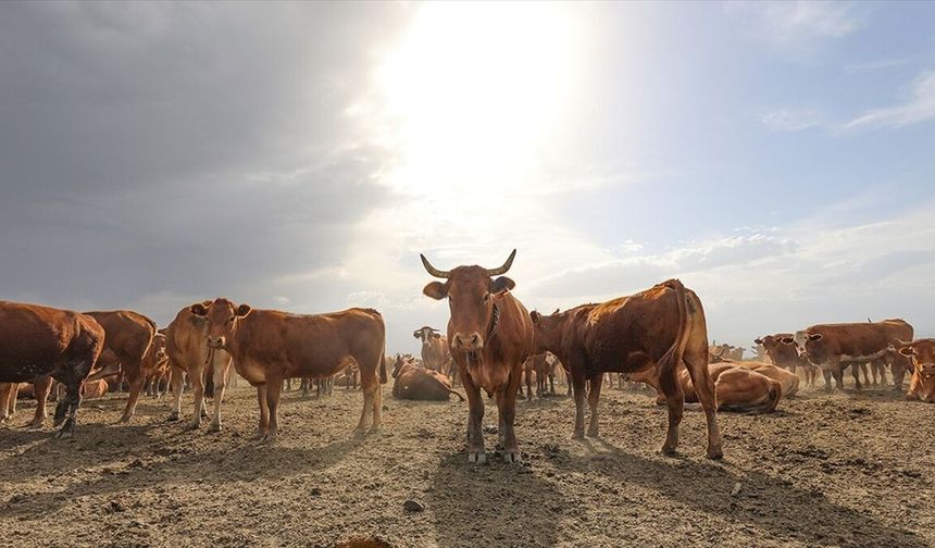 Hatay’da Hayvancılık Destekleri Değişti: İşte Yeni Ödeme Tutarları