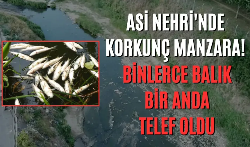 Asi Nehri'nde Korkunç Manzara! Binlerce Balık Bir Anda Telef Oldu