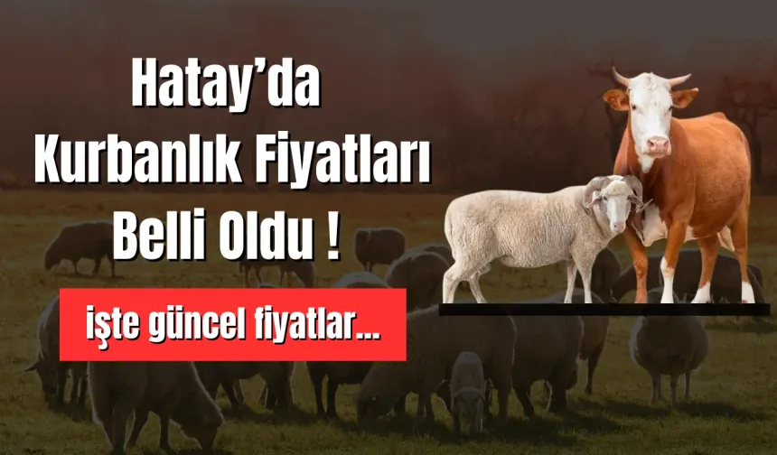 Hatay’da Kurbanlık Fiyatları Belli Oldu ! İşte Güncel Fiyatlar...