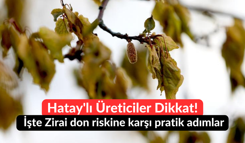 Hatay'lı Üreticiler Dikkat! İşte Zirai don riskine karşı pratik adımlar