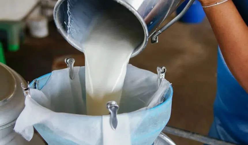 Hataylı Süt Üreticileri Dikkat: Çiğ Süt Üretimi 2,1 Milyon Ton Azaldı