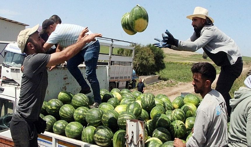 Karpuz Hasadı Başladı: Kilosu 7 TL