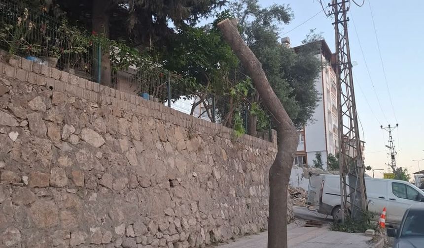 Antakya’da Ağaçlara Ne Oluyor?