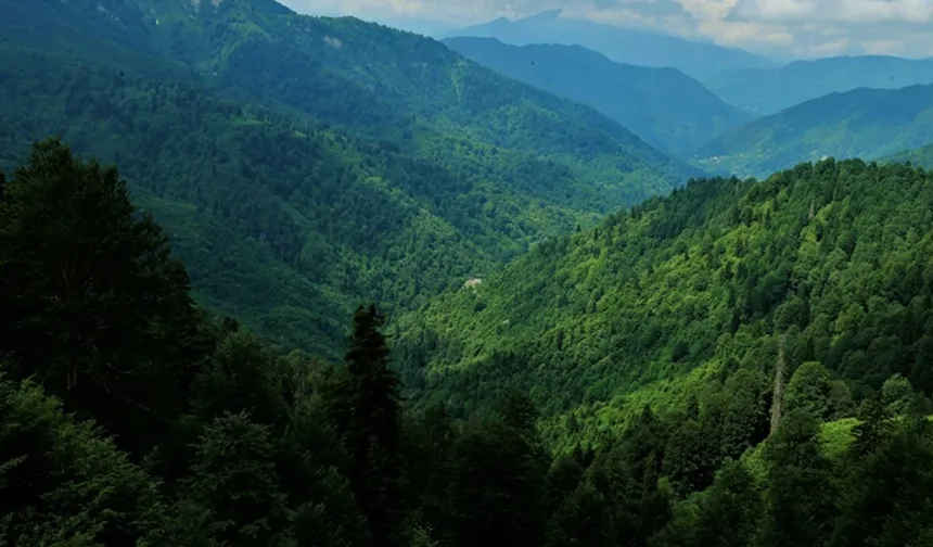 Hatay'da Bu Tarihe Kadar Ormanlara Giriş Yasak!