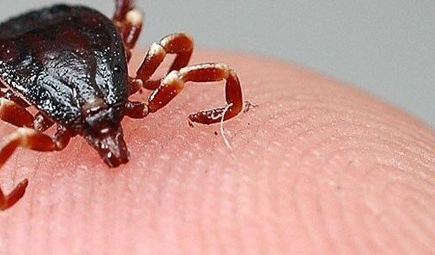 Hatay'da Aşırı Yağışlar Sonrası Kene Artışı!