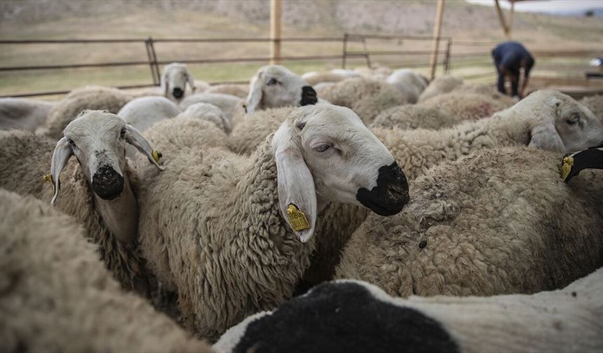 Hatay’da 2026 Kurbanlık Fiyatları Açıklandı