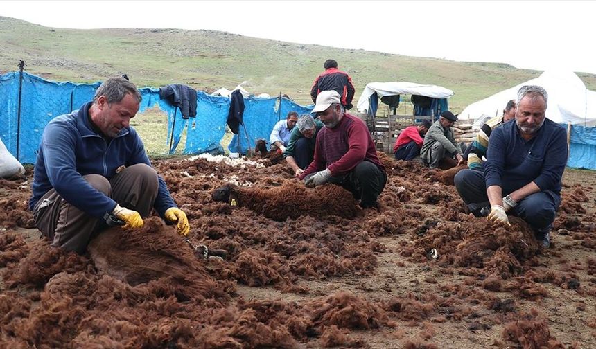 Ağrı yaylalarında binlerce küçükbaş el birliğiyle kırkılıyor