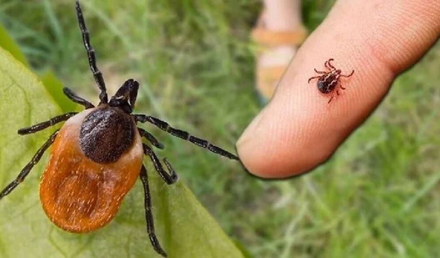 Yağışlar Ardından Uyarı Yapılmıştı: Kene Isırığı Bir Genci Hayattan Kopardı!