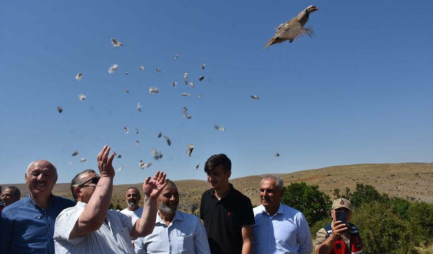 Gümüşhane'de 400 keklik doğaya bırakıldı