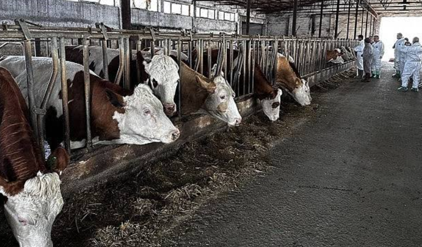 Hatay’da Şap Alarmı: Büyükşehir’den Koruyucu Önlem