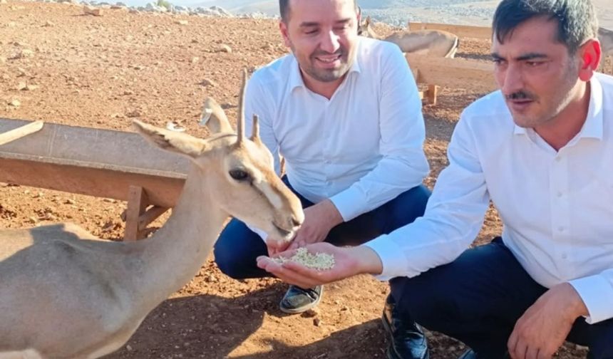 Hatay'daki Dağ Ceylanlarının Geleceği İçin Siyasi Destek