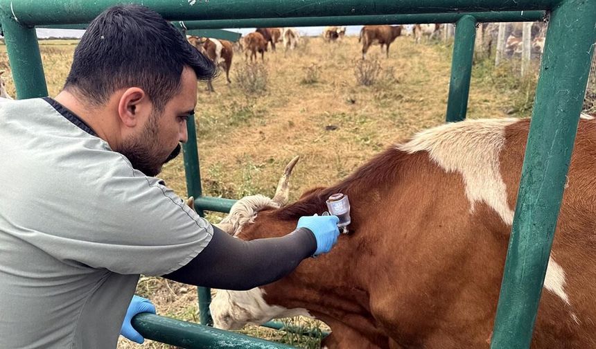 Hatay’da Şap Alarmı: Ağızda Köpük ve Salya Varsa Beklemeyin!