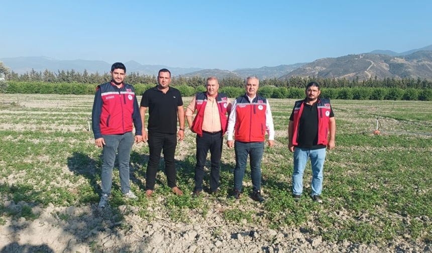 Türkiye’nin %63’lük Maydanoz İhtiyacı Arsuz’dan Karşılanıyor