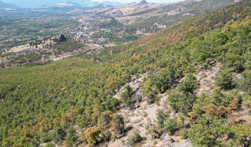 Hatay'da 440 Bin Hektar Ormanlık Alan İmara Açılıyor