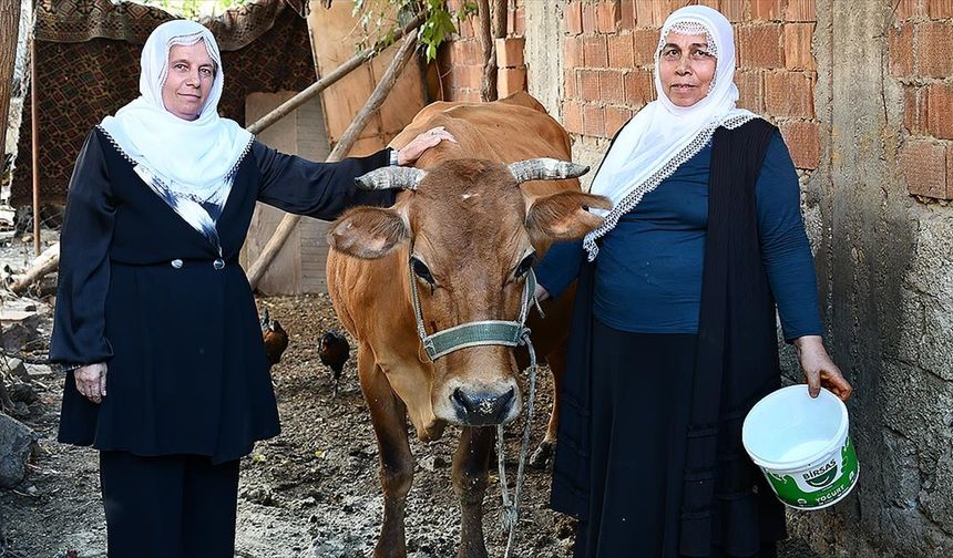 Batman'da mahalle sakinleri ineği ölen kadına destek için seferber oldu