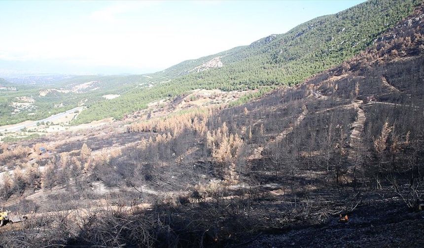 Denizli ve Uşak'ta 20 yılda 306 milyon fidan toprakla buluşturuldu