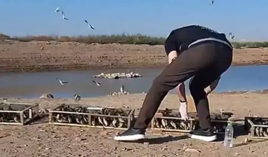 Hatay’da Yurtdışına Kaçırılmak İstenen Saka Kuşları Doğaya Salındı!