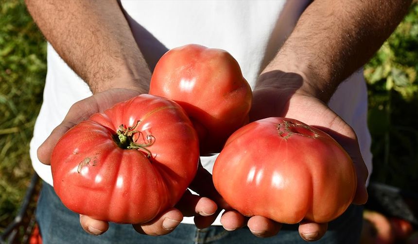 Tescilli Kozluk domatesi iriliğiyle göze, lezzetiyle damaklara hitap ediyor