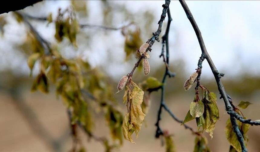 Hataylı Çiftçiye Zirai Don Uyarısı: İşte Beklenen Tarih