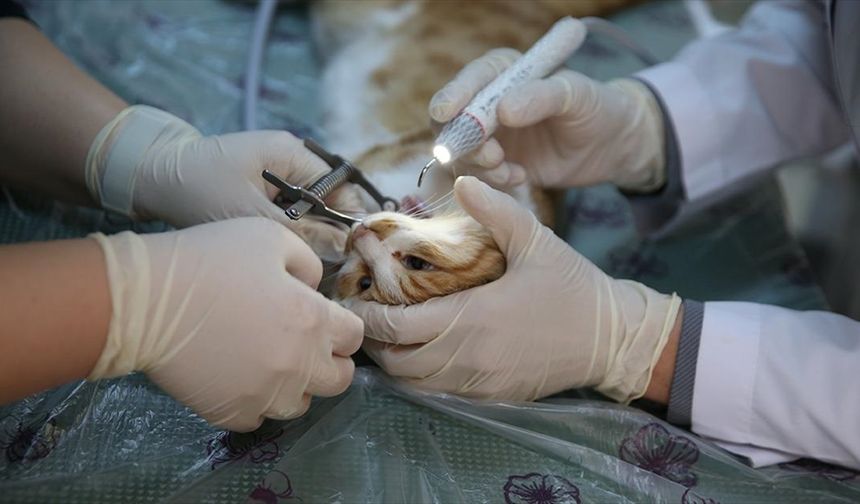 Diyarbakır'da 'can dostlar'a uzmanlardan ağız ve diş tedavisi hizmeti