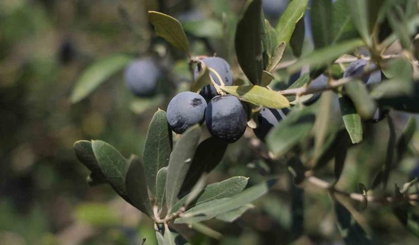 Hatay'da Zeytin Hasadı Başladı: Yüksek Maliyetler Üreticiyi Zorluyor