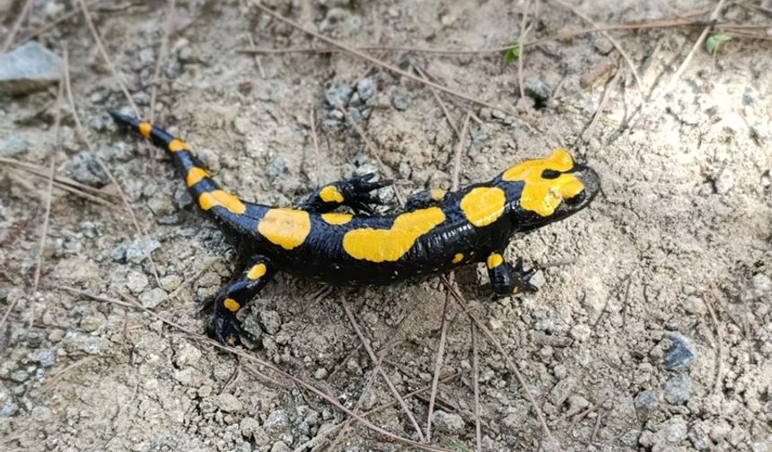 Hatay’da Nesli Tükenmek Üzere Olan Tür Görüldü!