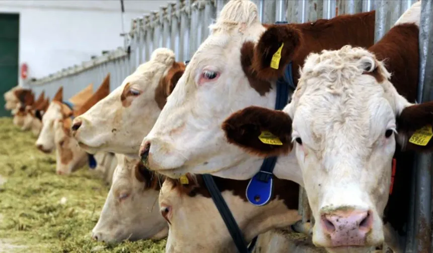 Hayvancılıkta Şap Krizi! Et Fiyatı Tırmanacak