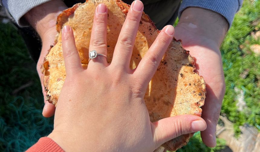 Kaş'ta ormanlık alandan toplanan mantar geçim kapısı oldu