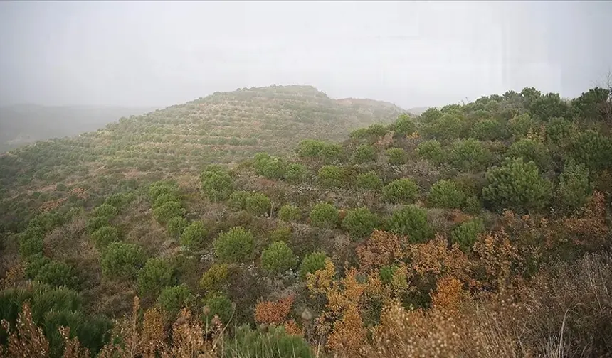 Yangına Dirençli Ormanlar Geliyor