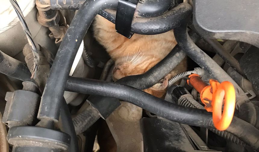 Üşüyen Kedi Otomobilin Motoruna Sığındı İtfaiye Kurtardı