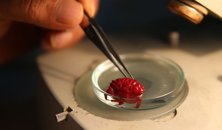 Akdeniz'de görülen Hint-Pasifik kökenli oluklu yengeçler İskenderun'da inceleniyor