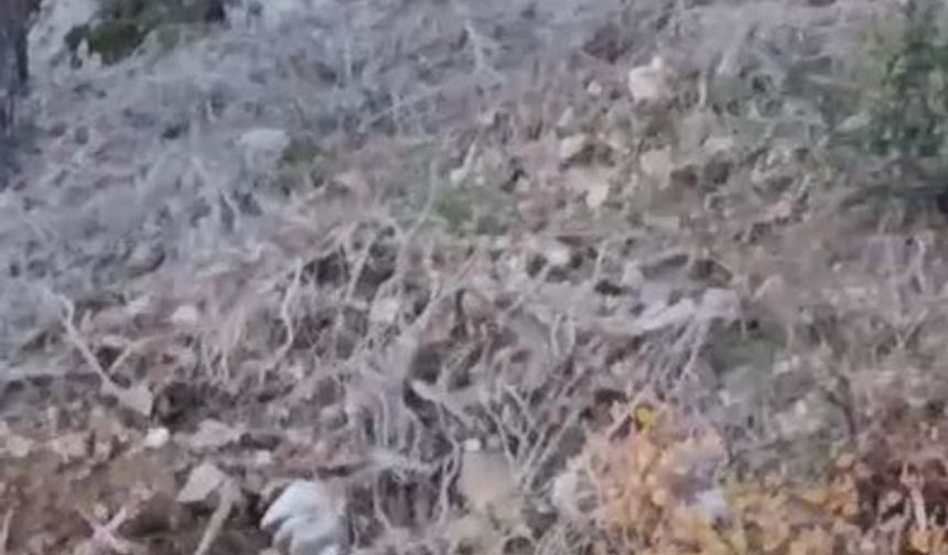Alanya’da yerleşim alanına yakın bölgede kurt görüntülendi