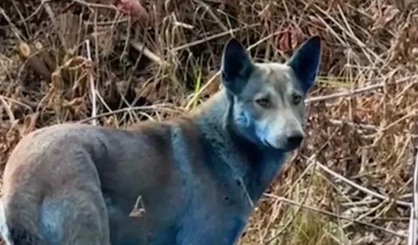 Çernobil’deki Mavi Köpeklerle İlgili Şaşırtan Açıklama