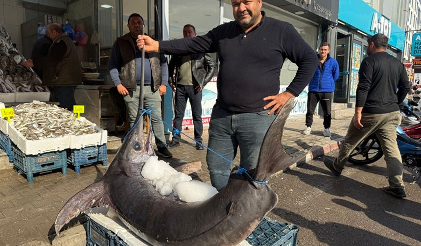 Hatay'da 138 kiloluk kılıç balığı ilgi odağı oldu