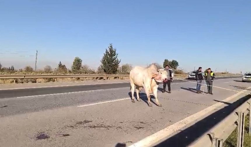 Hatay’da Firari Anguslar Alarmı: Ekipler Zamanla Yarıştı