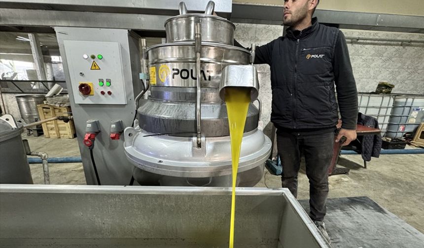 Hatay’da Zeytin Bereketi: Muhtarın Kurduğu Tesis Mahalleliye Aş Oldu