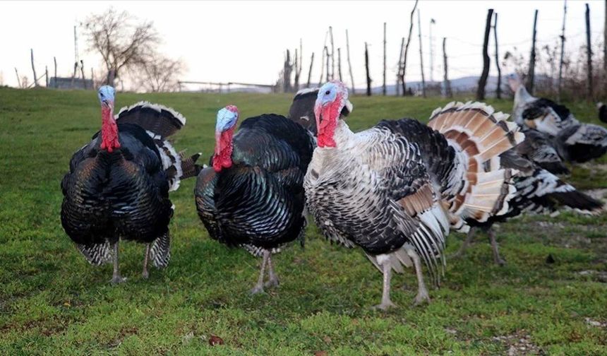 Yılbaşı Yaklaşırken Hindi Fiyatları Cep Yakıyor! İşte Fiyatlar