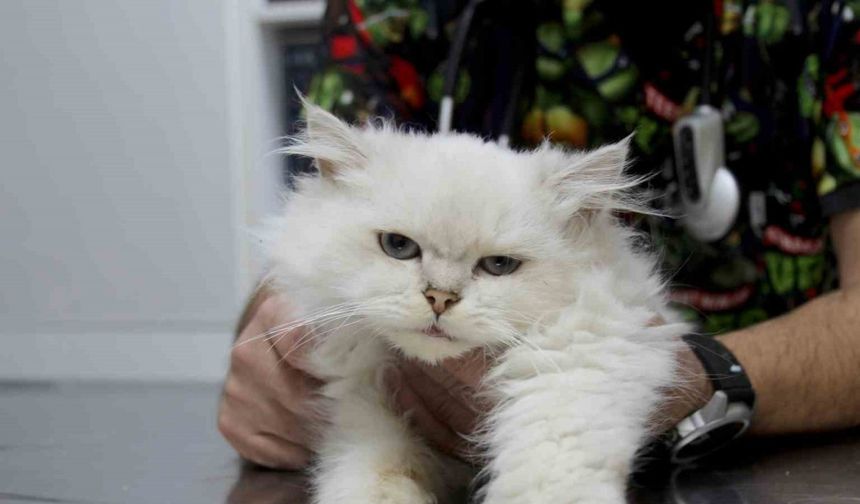 Kedide dünyada görülmemiş anomali: Başarılı operasyonla sağlığına kavuştu