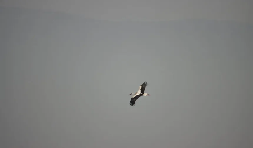 Leylekler Milleyha’da Görüldü: Kış Ortasında Şaşırtan Gözlem