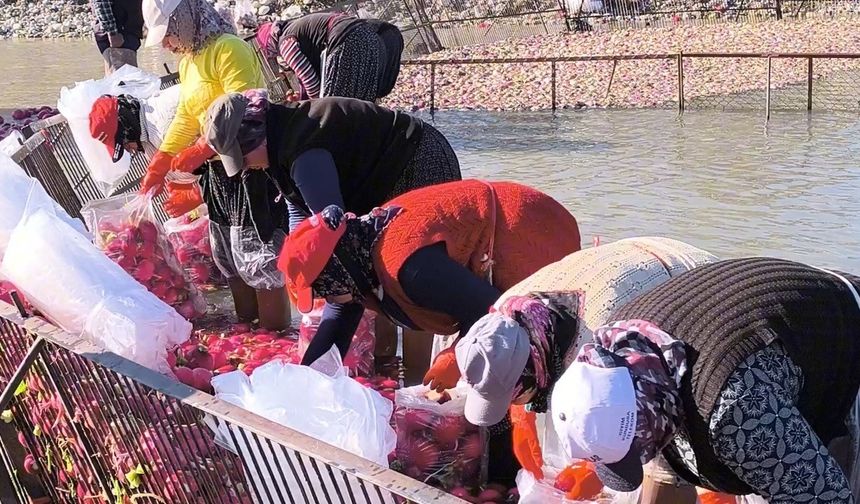 Osmaniye Kadirli'de turp mesaisi: Soğuk suda ekmek mücadelesi